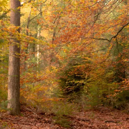 De Buizerd Hulshorst