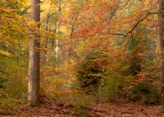 De Buizerd Hulshorst